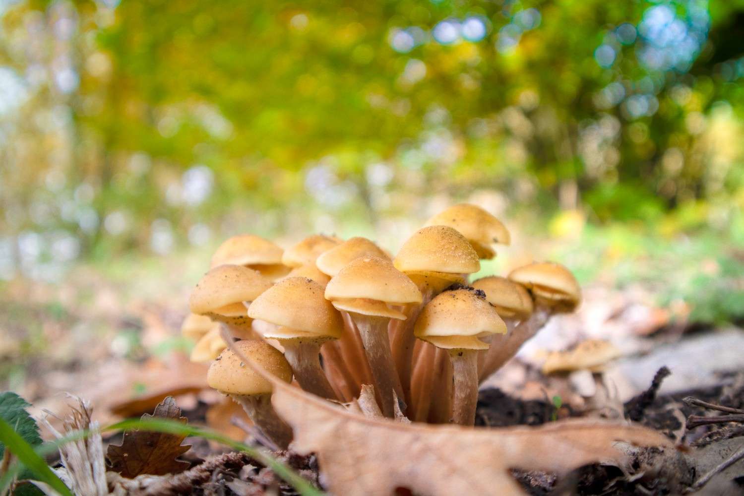 The Global Rise of Microdosing: Psilocybin Mushrooms Expand Beyond Canada