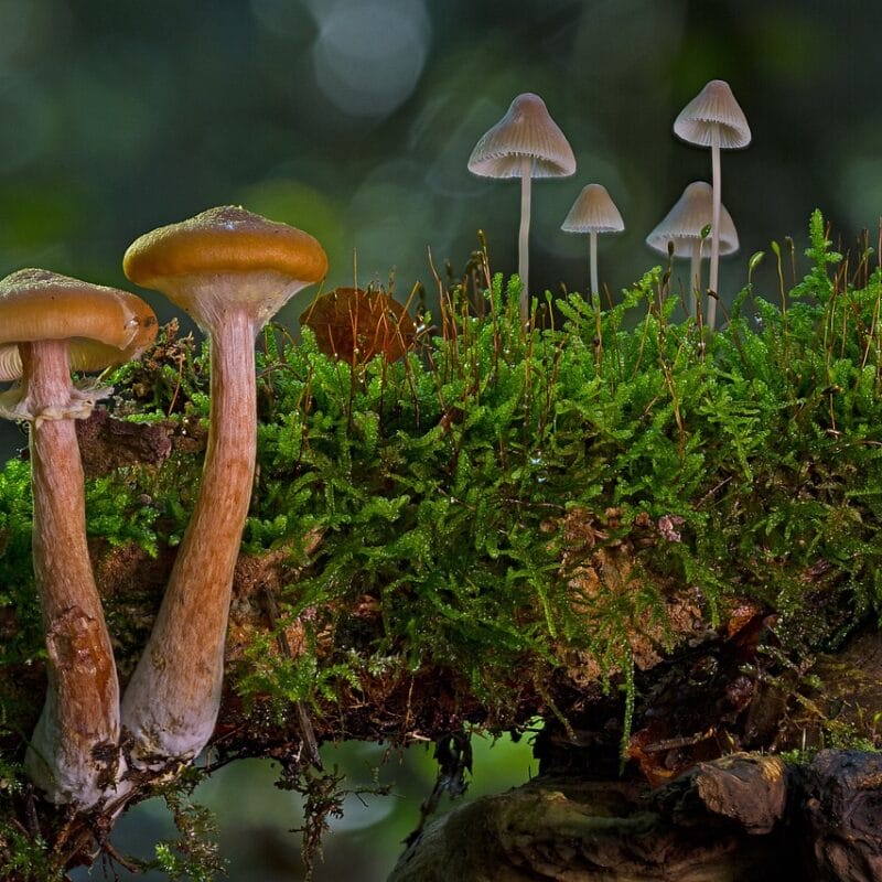 magic mushroom in Canada | Buy Magic Mushrooms Canada