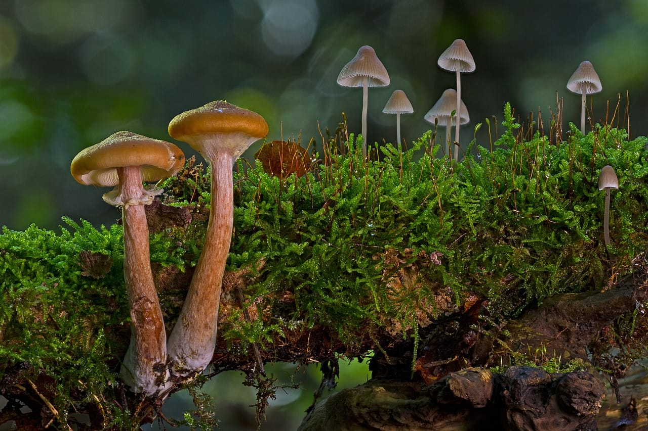 Four out of five Canadians Advocate for the Use of Psychedelic Mushrooms to Alleviate Existential Anxiety