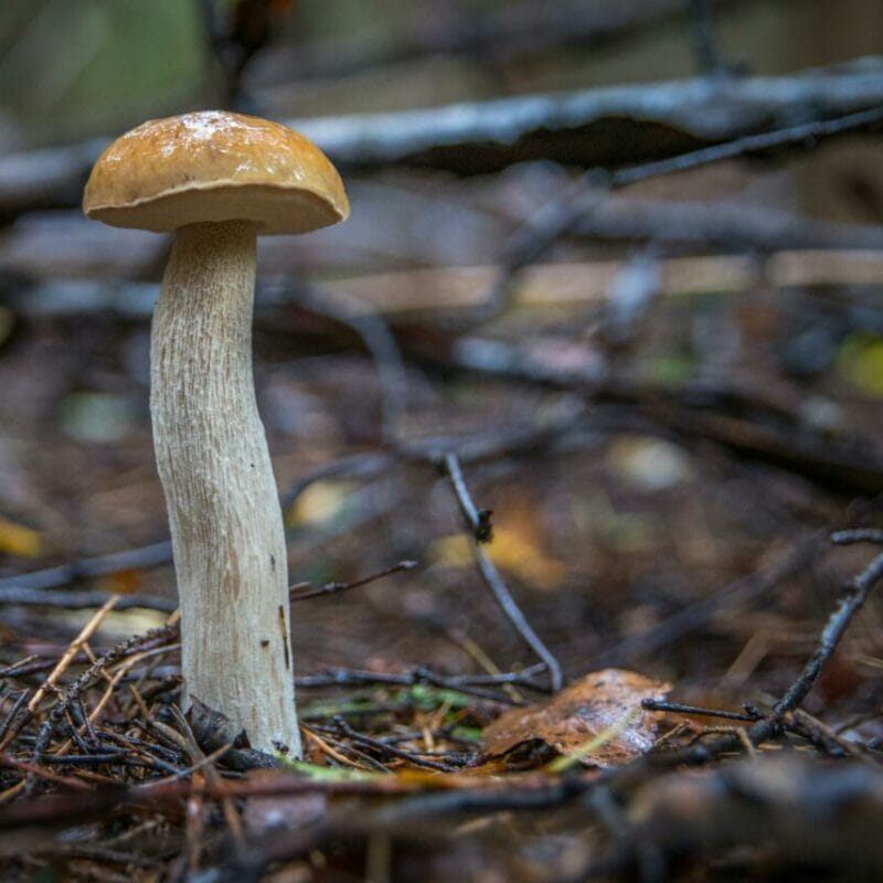 Shrooms online | Buy Magic Mushrooms Canada