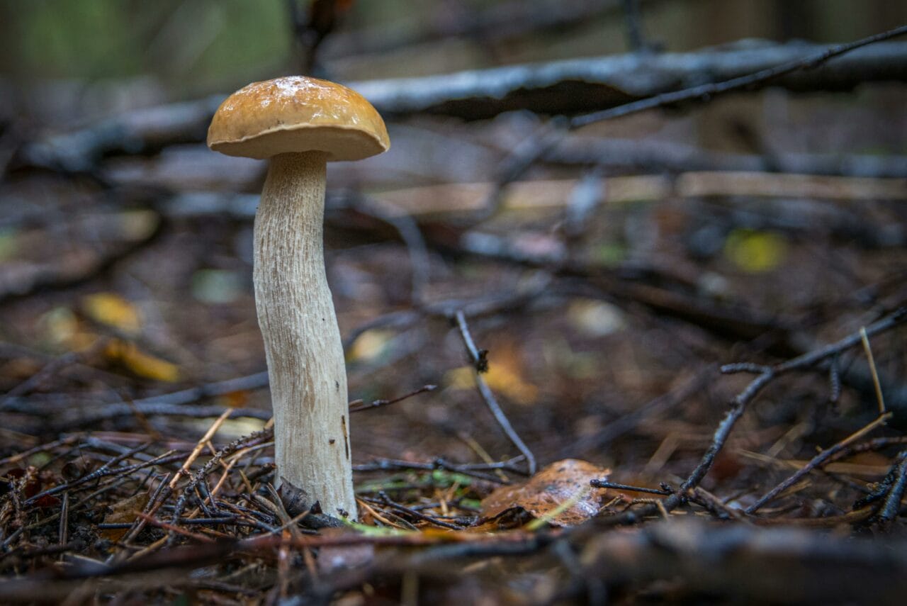 Latest Research on Psychedelic Mushrooms Indicates Prolonged Cognitive Disruption Could Benefit Mental Health