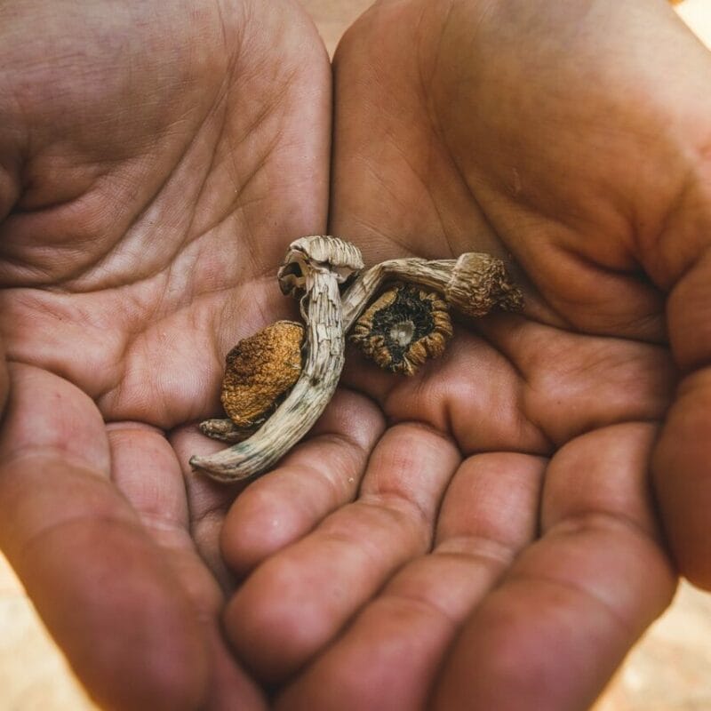 dried shrooms | Buy Magic Mushrooms Canada