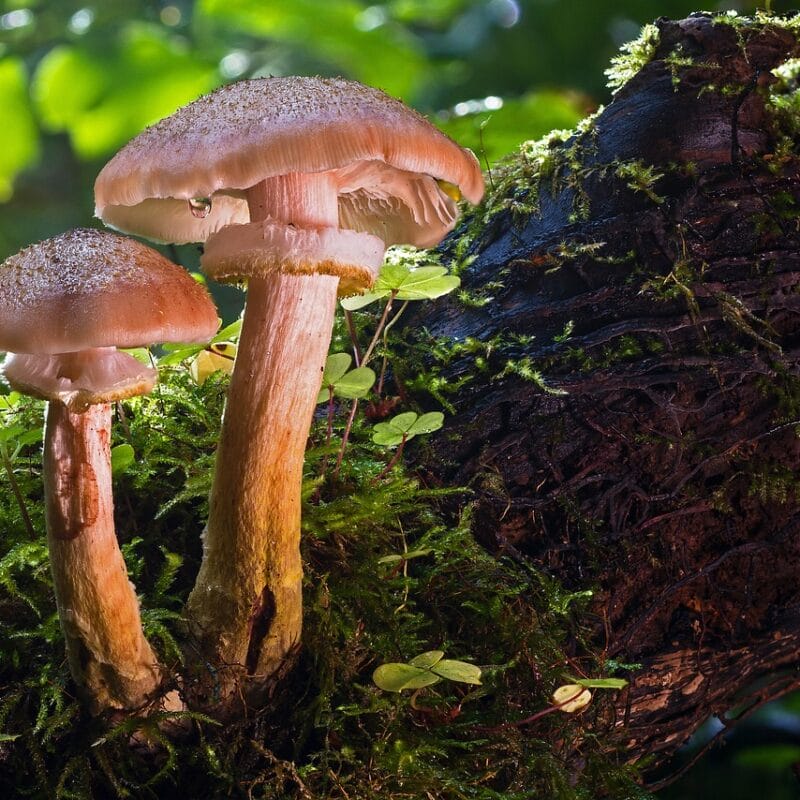 magic mushroom delivery | Buy Magic Mushrooms Canada