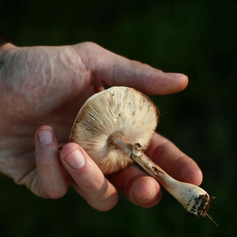 Shrooms | Buy Magic Mushrooms Canada