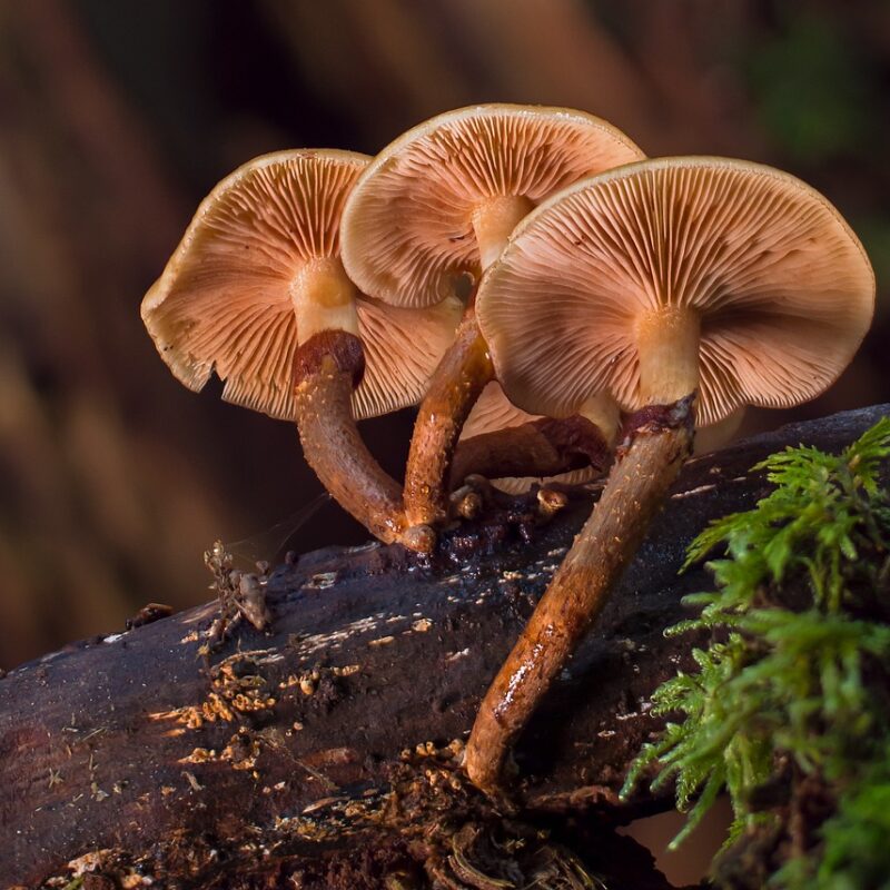 alacabenzi strain | Buy Magic Mushrooms Canada