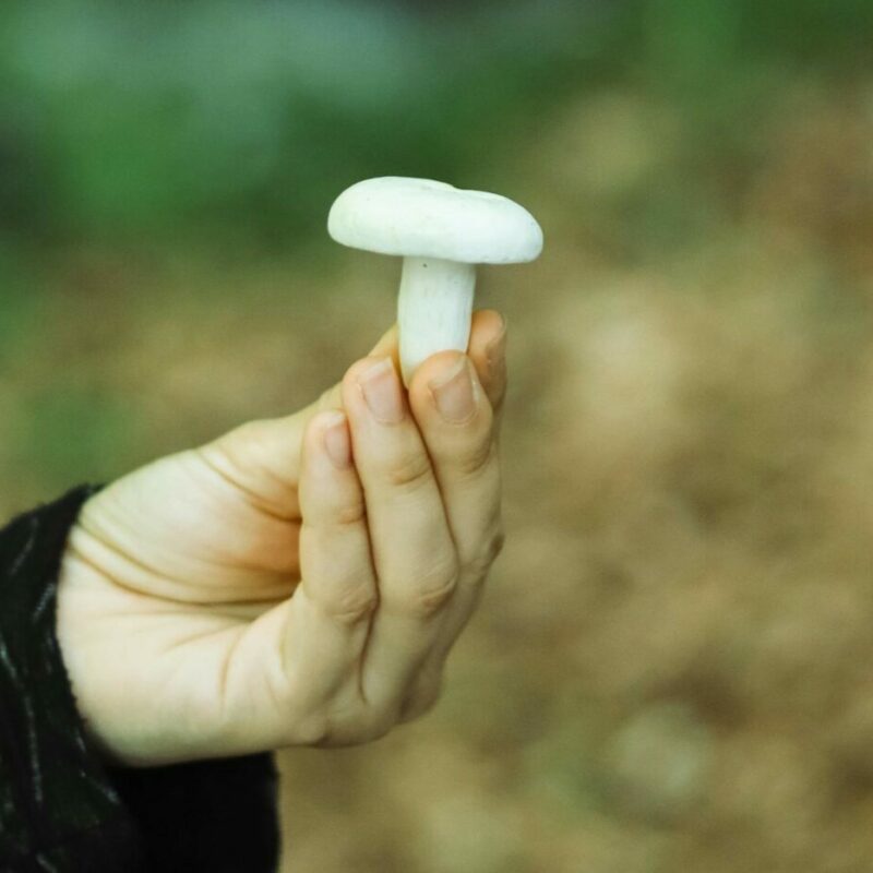 shrooms online in Canada | Buy Magic Mushrooms Canada