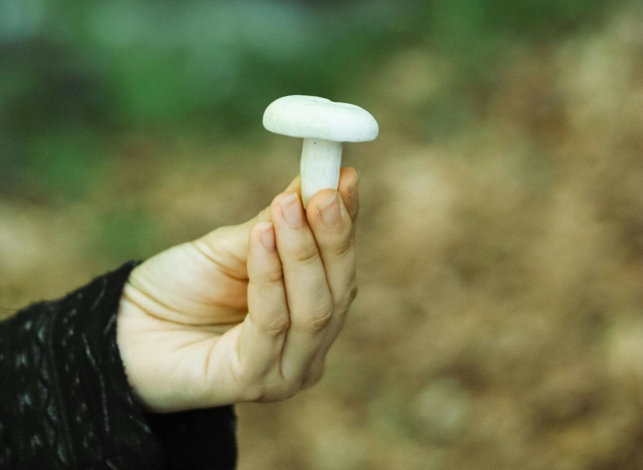 Discover Five Mushroom Categories Perfect for Every Psychedelic Enthusiast
