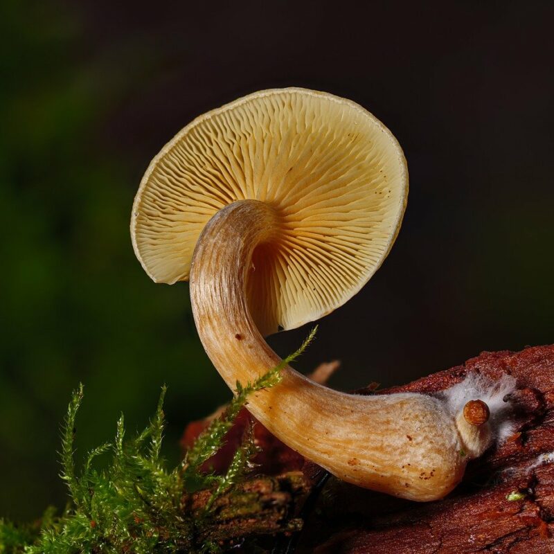 Alacabenzi Strain | Buy Magic Mushrooms Canada