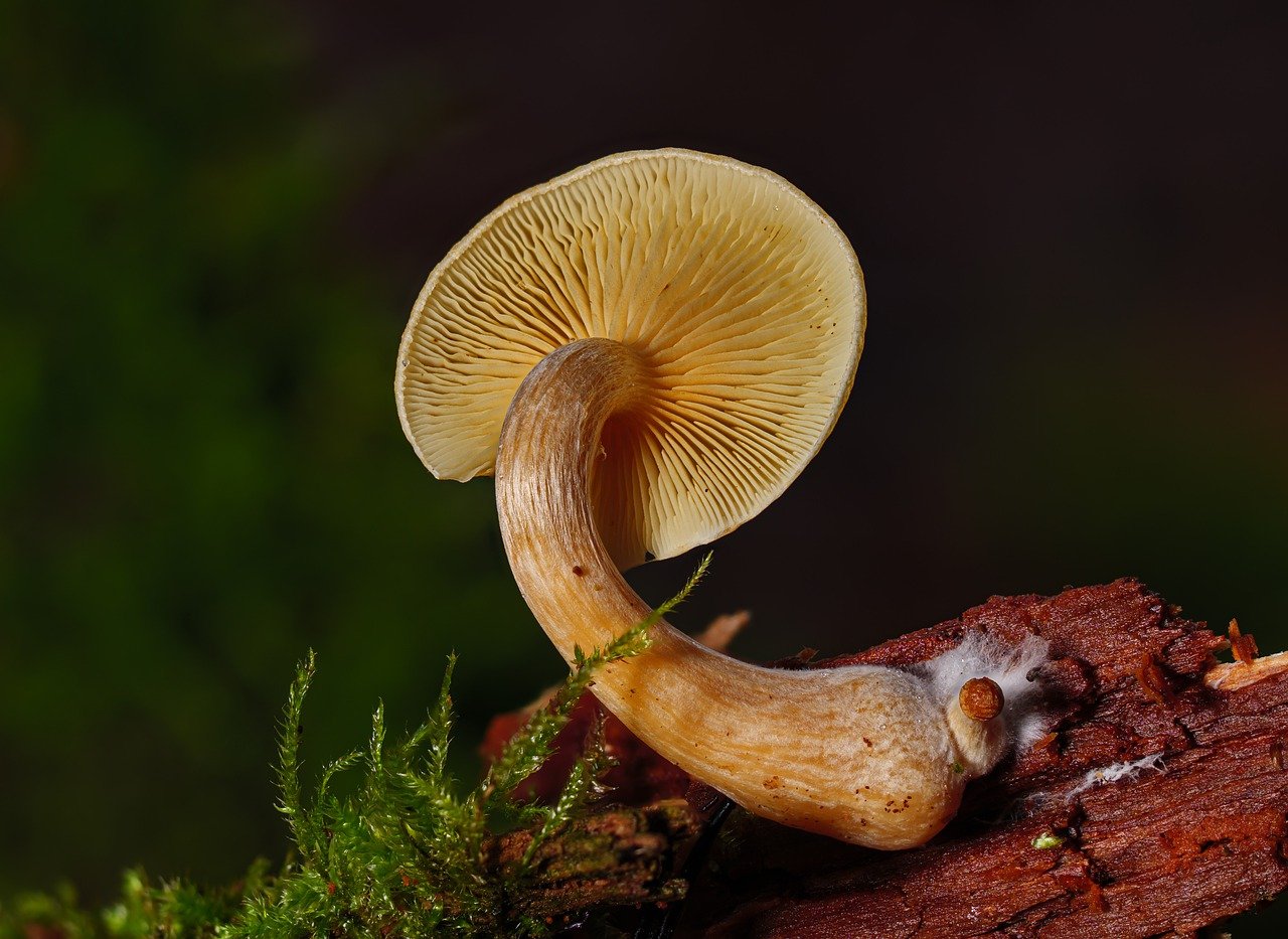Overview of the Alacabenzi Strain – Vital Information Every User Needs Prior to Their Initial Dose