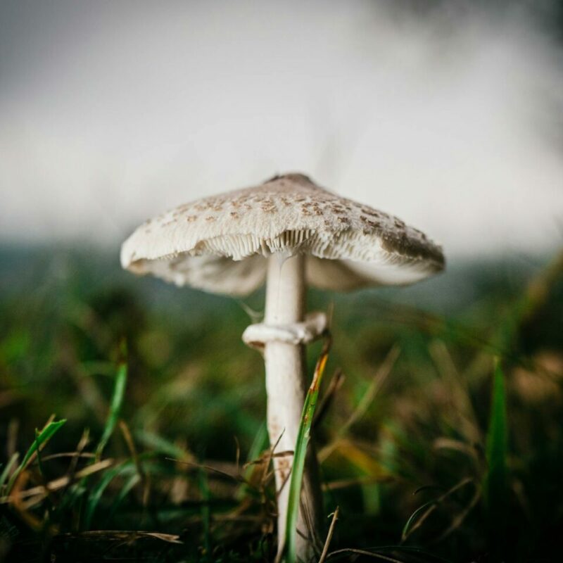 White Monster | Buy Magic Mushrooms Canada