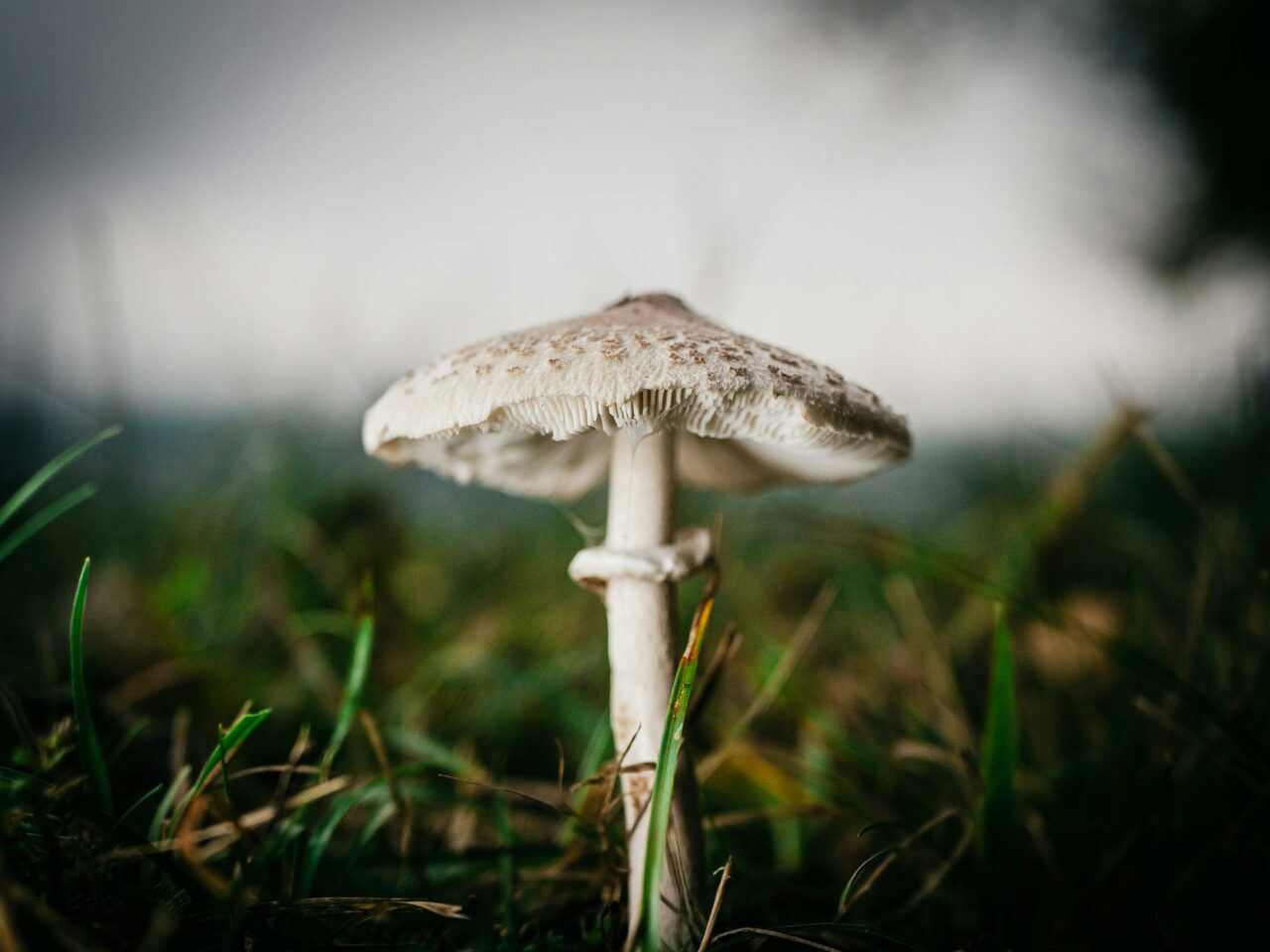 Which Complements Should You Choose with White Monster Magic Mushrooms for a Boosted Experience?