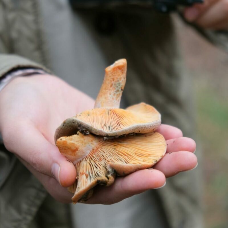 Apex Strain | Buy Magic Mushrooms Canada