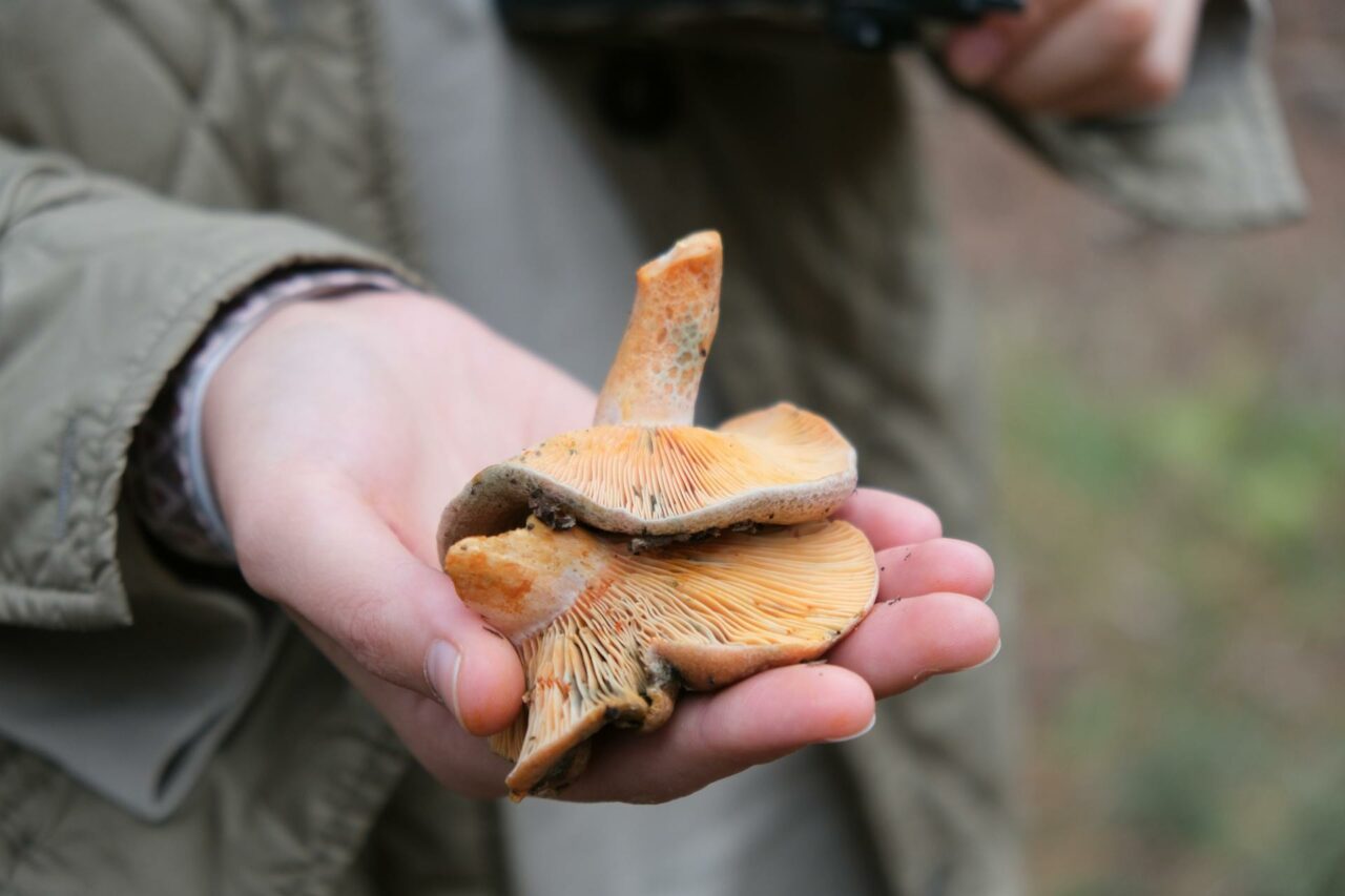 The Reasons Why Apex Strain Mushroom Will Always Be Part of My Self-Care Regimen