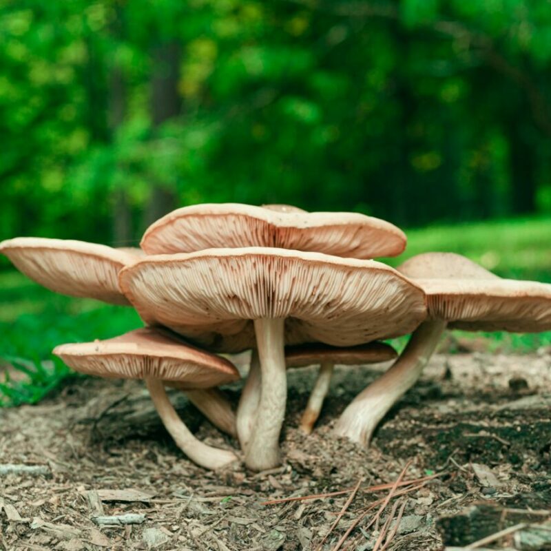 Big Daddy Mushroom | Buy Magic Mushrooms Canada