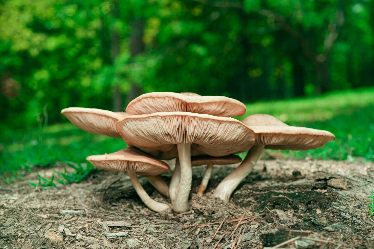 Sampled the Big Daddy Mushroom during a Hike—Would Strongly Recommend, 10/10 Experience