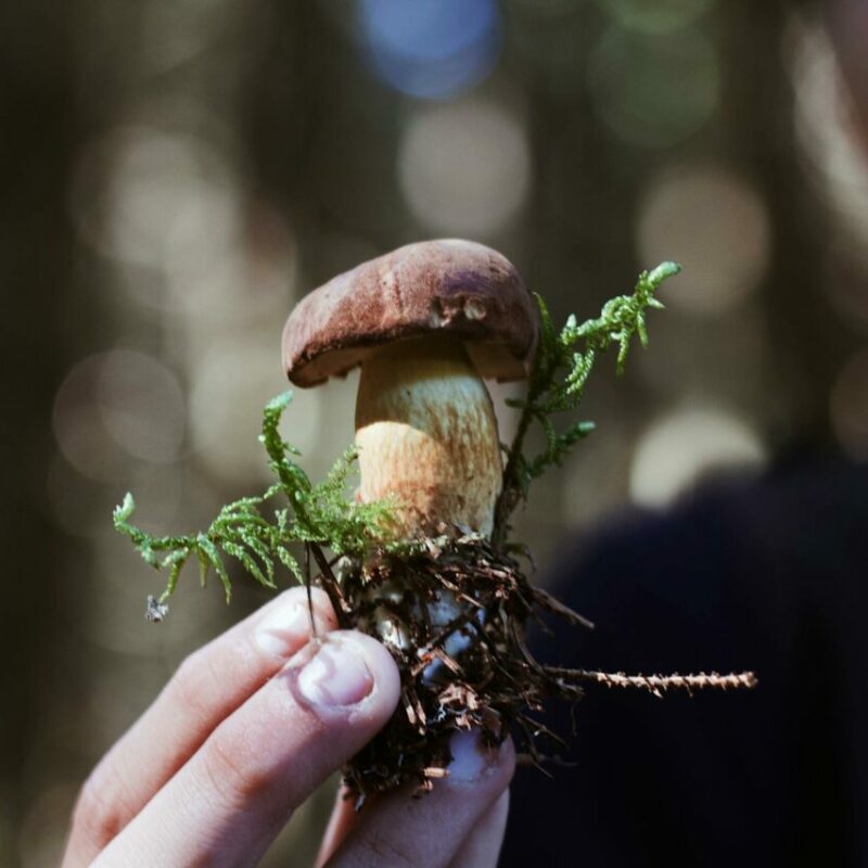 Buy Shrooms | Buy Magic Mushrooms Canada