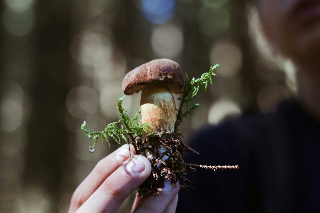 Purchasing Psychedelic Mushrooms Online: A Retiree Expresses Regret for Not Using Psilocybin 45 Years Earlier