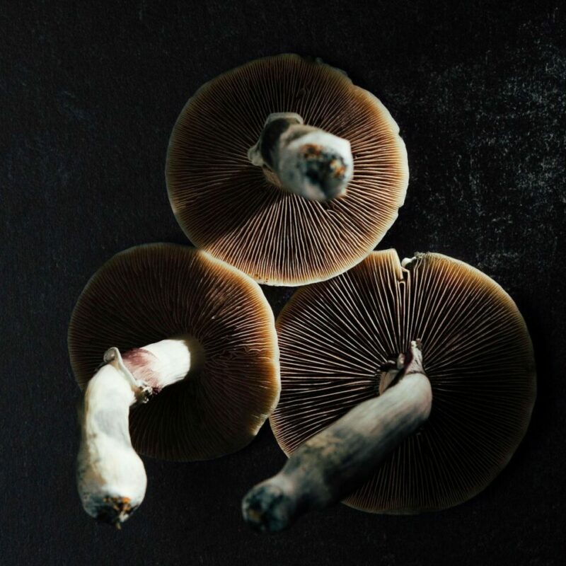 Magic Mushroom Canada | Buy Magic Mushrooms Canada