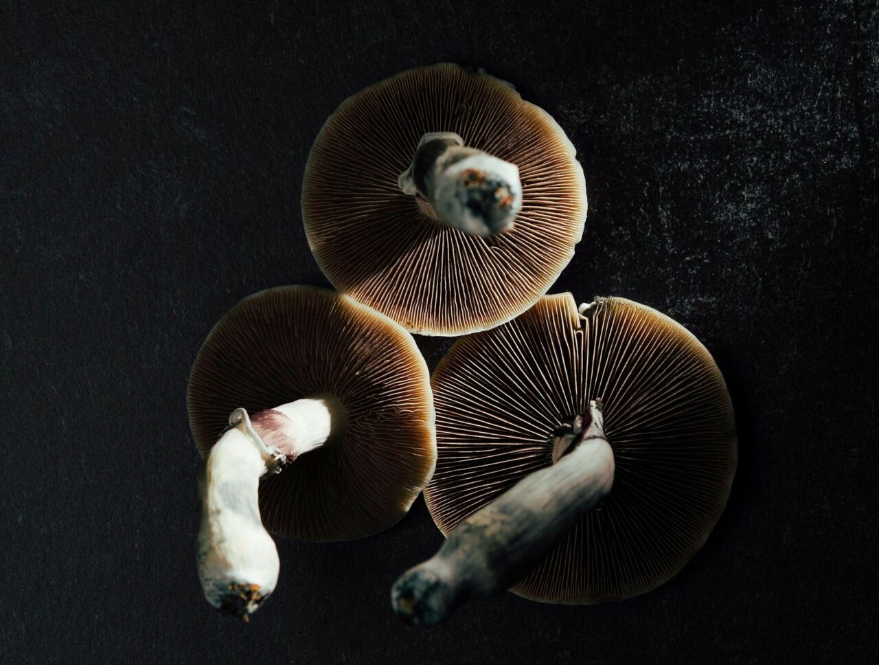 Canada’s Magic Mushroom – Experts Discuss Why Natural Psilocybin Has a Stronger Impact than its Lab-Created Counterpart