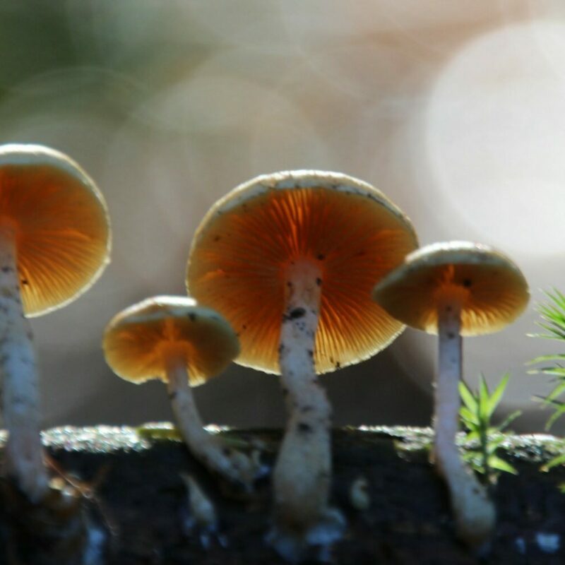Magic Mushroom Delivery | Buy Magic Mushrooms Canada
