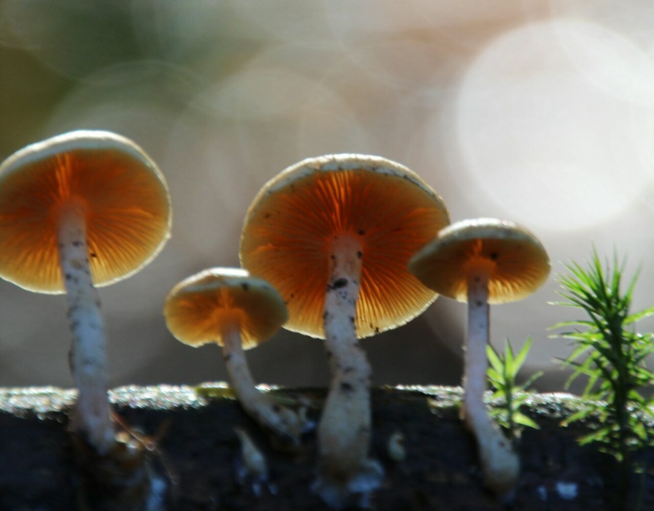 How the Delivery of Magic Mushrooms Transformed My Trip Experience (for the Better)