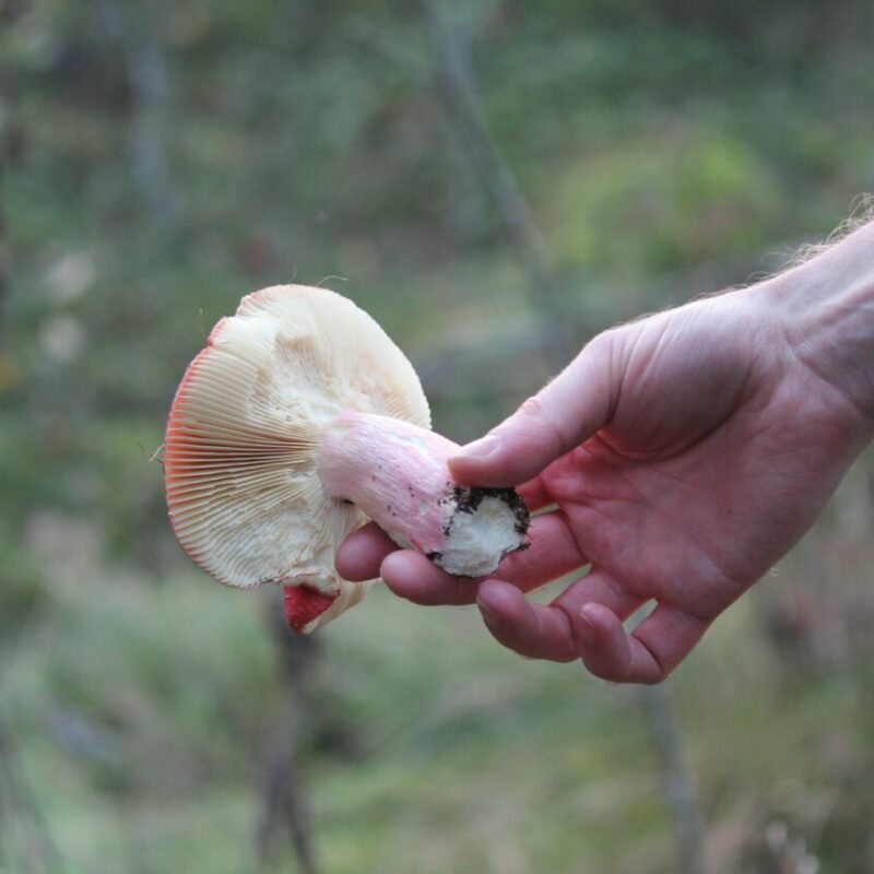 Magic Mushroom Delivery | Buy Magic Mushrooms Canada