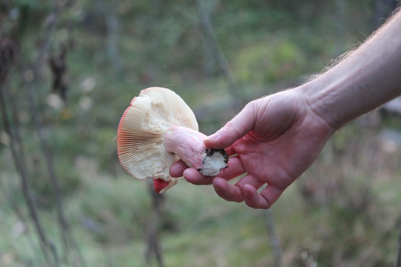 Magic Mushroom Delivery Aids Recovery of Paralyzed Mountain Athletes