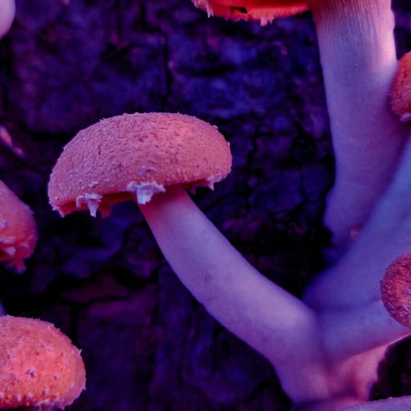 Mushroom Dispensary | Buy Magic Mushrooms Canada