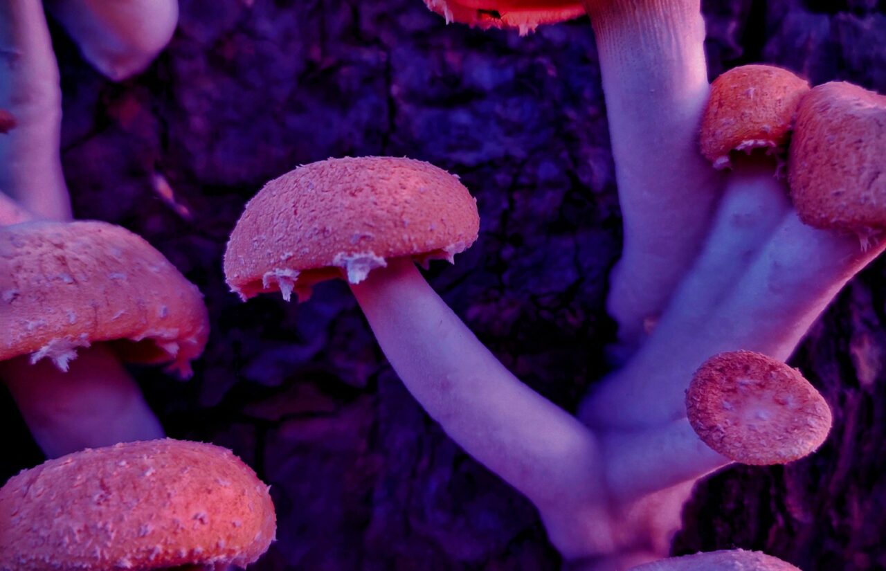 How Psilocybin, Obtained from a Mushroom Dispensary, Might Aid in Reprogramming the Minds Burdened with HIV-Related Shame
