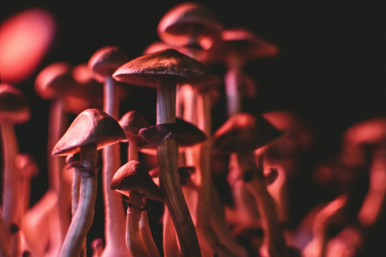 Does Research Indicate that Psilocybin Mushrooms from Canada Can Rectify Serotonin Levels in Anorexia Patients?
