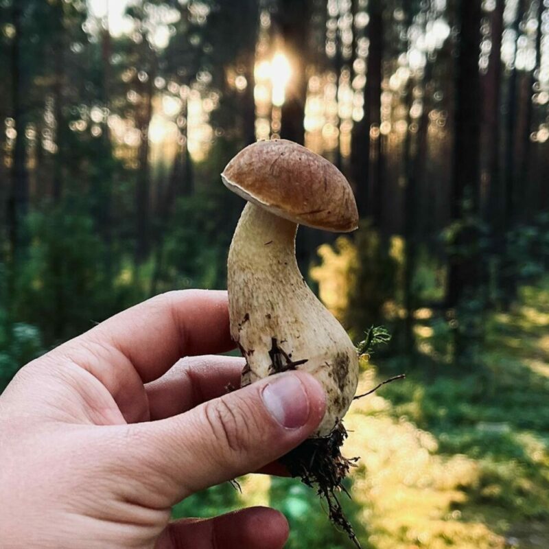 Shrooms Delivery Canada | Buy Magic Mushrooms Canada