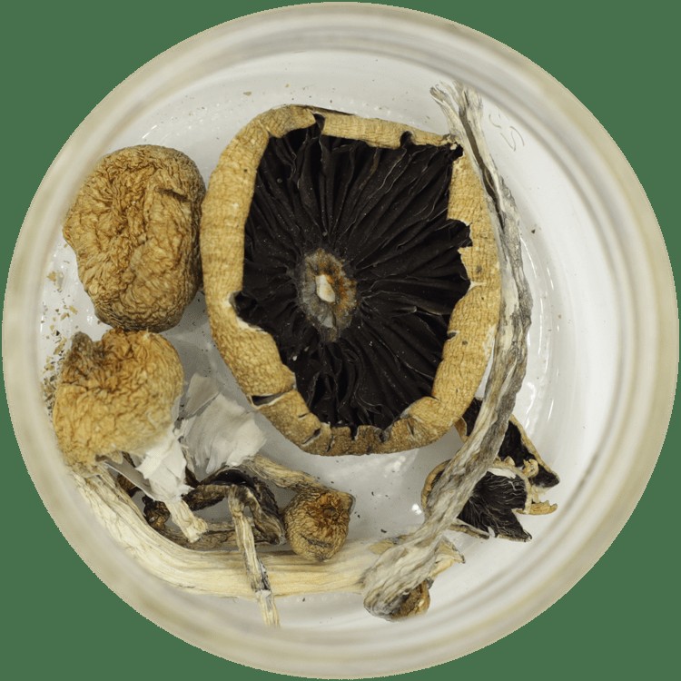  | Buy Magic Mushrooms Canada