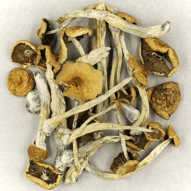  | Buy Magic Mushrooms Canada