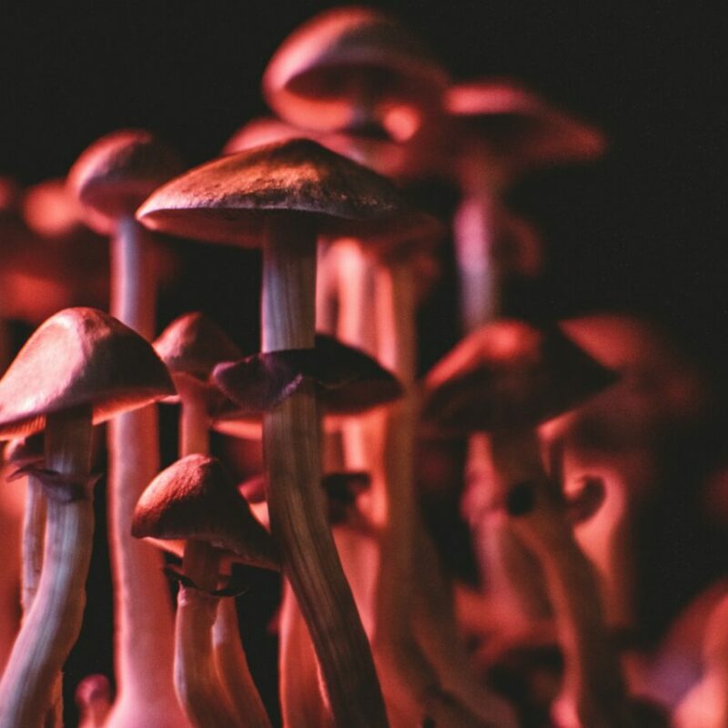  | Buy Magic Mushrooms Canada